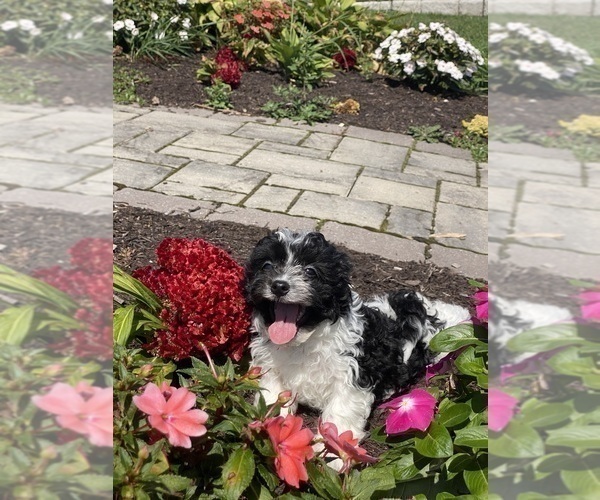 Medium Photo #2 Havanese Puppy For Sale in CANOGA, NY, USA
