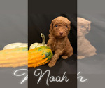 Small Photo #1 Poodle (Miniature) Puppy For Sale in PASSAIC, NJ, USA