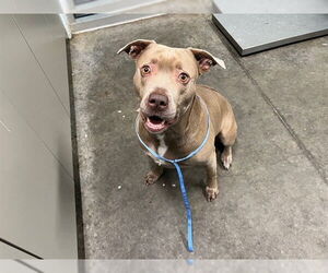 Labrador Retriever-Unknown Mix Dogs for adoption in Tavares, FL, USA