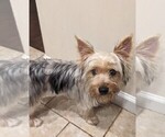 Small Photo #1 Morkie Puppy For Sale in VIRGINIA BEACH, VA, USA