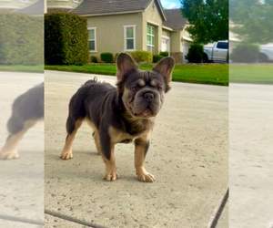 Father of the French Bulldog puppies born on 04/26/2025