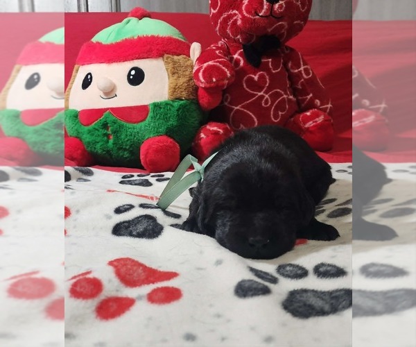 Medium Photo #2 Labrador Retriever Puppy For Sale in COEUR D ALENE, ID, USA