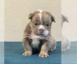 Small Photo #10 English Bulldog Puppy For Sale in HOUSTON, TX, USA