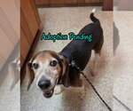 Denton - Male Beagle Dog for Adoption - Small photo