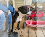 Small #12 Boston Terrier Mix