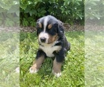 Puppy Hemlock Bernese Mountain Dog