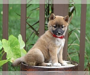 Shiba Inu Puppy for sale in FREDERICKSBG, OH, USA