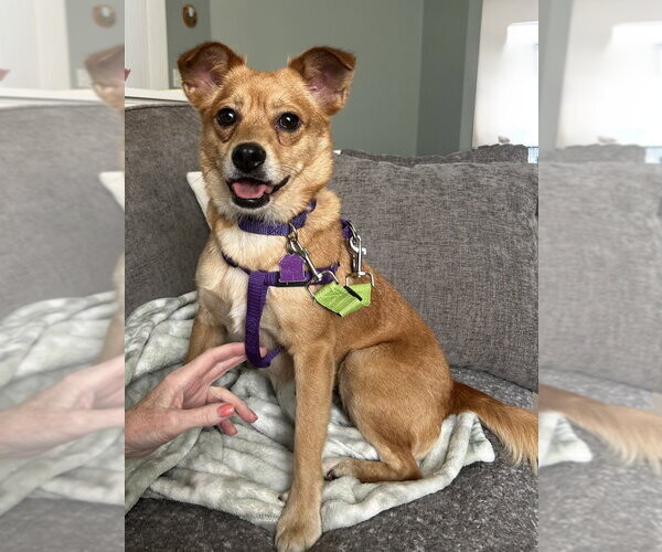Medium Photo #2 Mutt Puppy For Sale in Mundelein, IL, USA