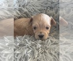 Small Maltipoo (Miniature)