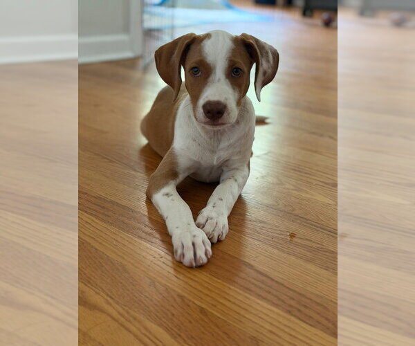 Medium Photo #1 Mutt Puppy For Sale in Brooklyn, NY, USA