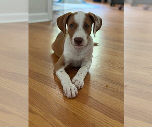Mutt Dogs for adoption in Brooklyn, NY, USA