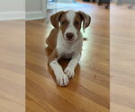 Small Mutt