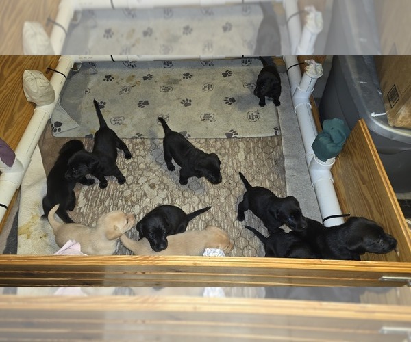 Medium Photo #4 Labrador Retriever Puppy For Sale in LOVELADY, TX, USA