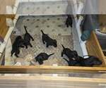 Small #3 Labrador Retriever
