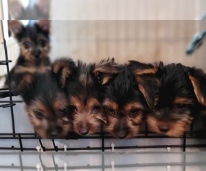 Yorkshire Terrier Puppy for Sale in AKRON, Ohio USA