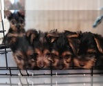 Small Photo #1 Yorkshire Terrier Puppy For Sale in AKRON, OH, USA