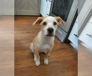 Cypress - Male Shepradors Dog for Adoption - Photo #23