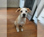 Small #22 Shepradors