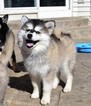 Puppy 0 Maltese-Siberian Husky Mix