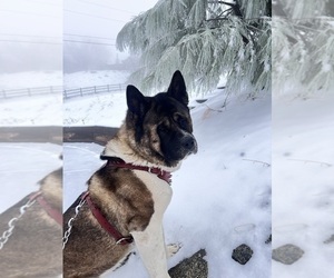 Father of the Akita puppies born on 03/20/2025