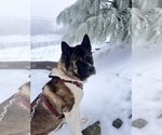 Small Photo #1 Akita Puppy For Sale in TEHACHAPI, CA, USA