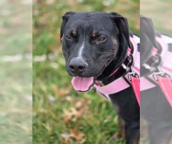 Medium Photo #1 American Pit Bull Terrier-Labrador Retriever Mix Puppy For Sale in Georgetown, KY, USA