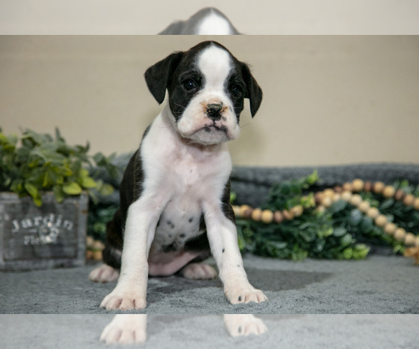 Medium Photo #3 Boxer Puppy For Sale in NASHVILLE, MI, USA