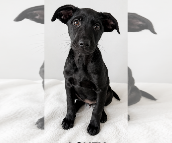 Medium Photo #4 Mutt Puppy For Sale in Pottstown, PA, USA