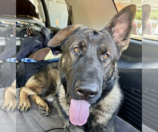 Medium Photo #4 German Shepherd Dog Puppy For Sale in Plantation, FL, USA