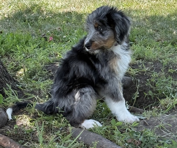 Medium Photo #5 Bernedoodle Puppy For Sale in SPRINGFIELD, OH, USA