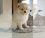 Small Photo #21 Pomsky Puppy For Sale in RAMSEY, MN, USA