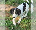 Small #11 Mutt