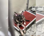 Small Photo #4 Mutt Puppy For Sale in Imlay City, MI, USA