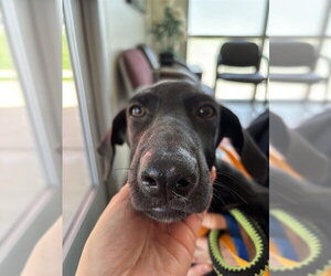 Labrador Retriever-Unknown Mix Dogs for adoption in Plano, TX, USA