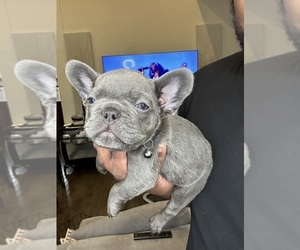 French Bulldog Puppy for Sale in MCKINNEY, Texas USA