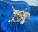 Small #9 French Bulldog