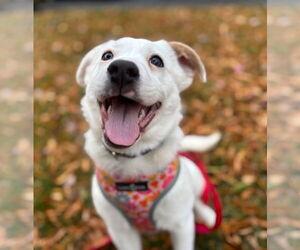 Border Collie-pomeranian spitz Mix Dogs for adoption in Lawrenceville, NJ, USA