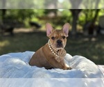 Puppy Strawberry French Bulldog
