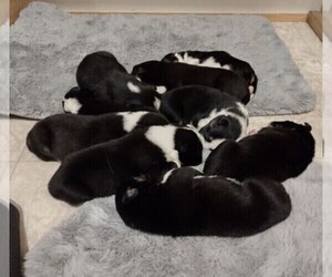 Border Collie Puppy for Sale in FAYETTEVILLE, Tennessee USA