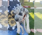 Small Photo #24 Daniff-Neapolitan Mastiff Mix Puppy For Sale in MONTEVIEW, ID, USA