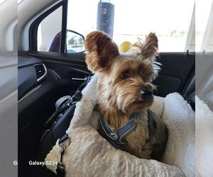 Mutt Dogs for adoption in San Antonio, TX, USA
