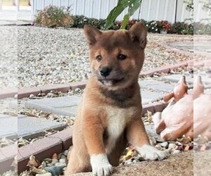 Shiba Inu Puppy for sale in GRABILL, IN, USA