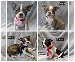 Boston Terrier Puppy for Sale in MINERAL WELLS, West Virginia USA