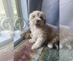 Small #8 Maltipoo