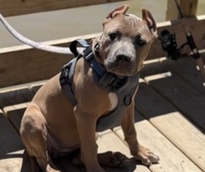 American Staffordshire Terrier Puppy for sale in INDEPENDENCE, MO, USA