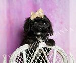 Small #4 Cavapoo (Miniature)