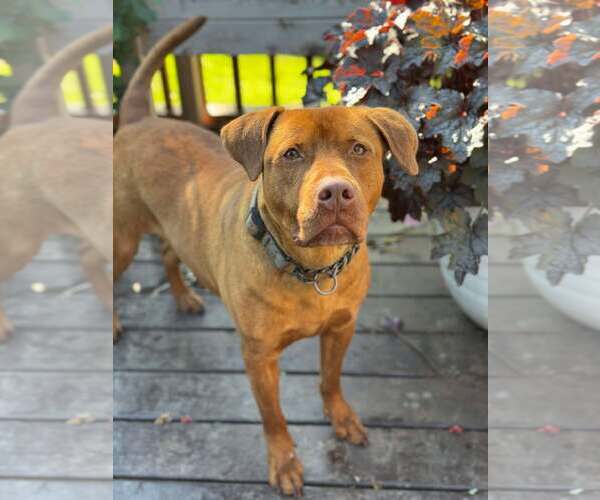 Medium Photo #2 American Pit Bull Terrier-Australian Shepherd Mix Puppy For Sale in Aurora, OH, USA