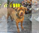 Small #1 American Pit Bull Terrier-Australian Shepherd Mix