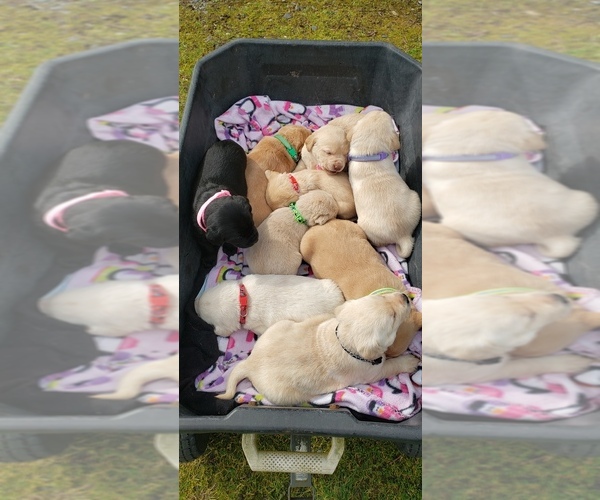 Medium Photo #1 Labrador Retriever Puppy For Sale in OLYMPIA, WA, USA