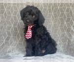 Small Photo #13 Golden Retriever-Goldendoodle Mix Puppy For Sale in LAKELAND, FL, USA